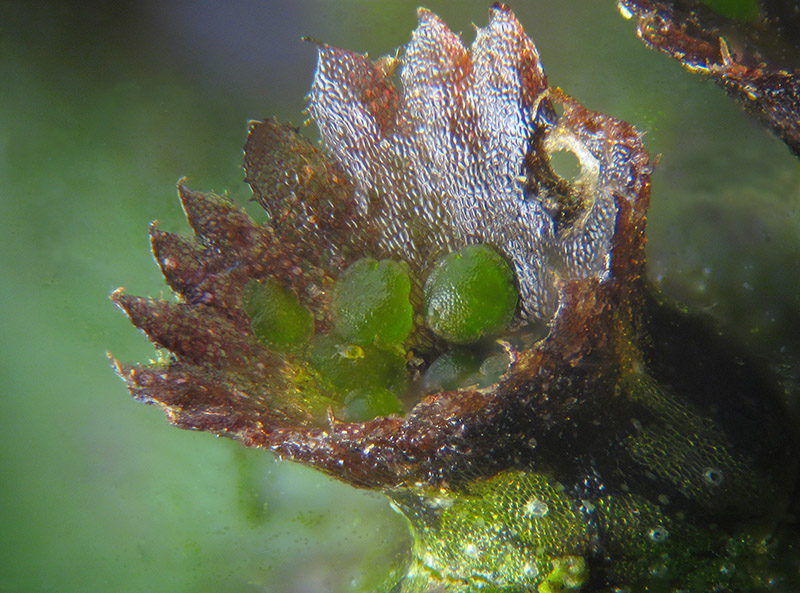 Marchantia polymopha